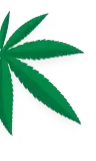 leaf image
